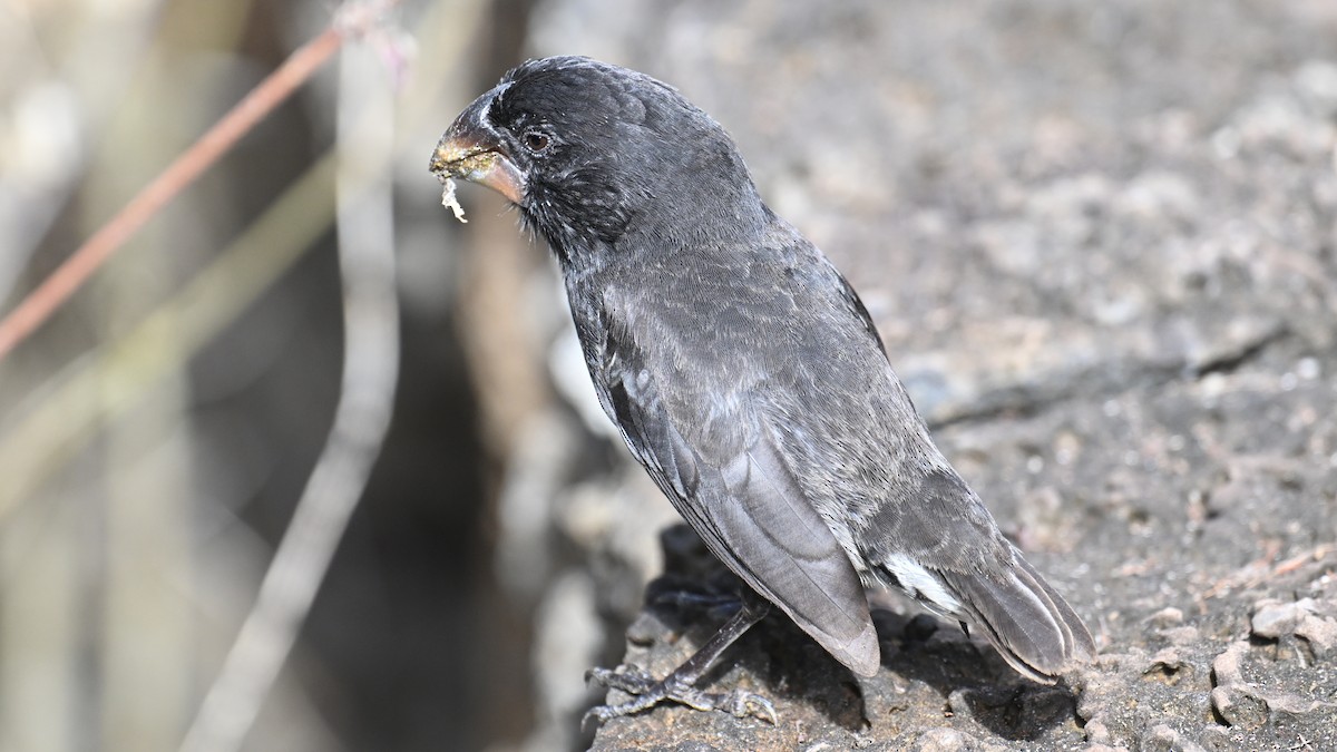 Large Ground-Finch - ML645890355