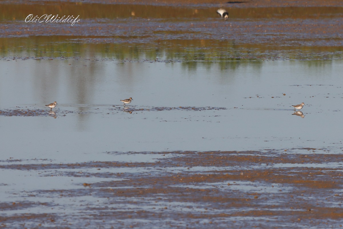 Little Stint - ML645890356
