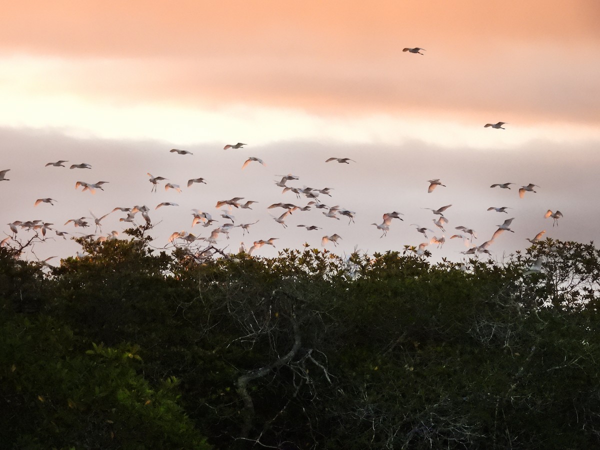 Western Cattle-Egret - ML645890359