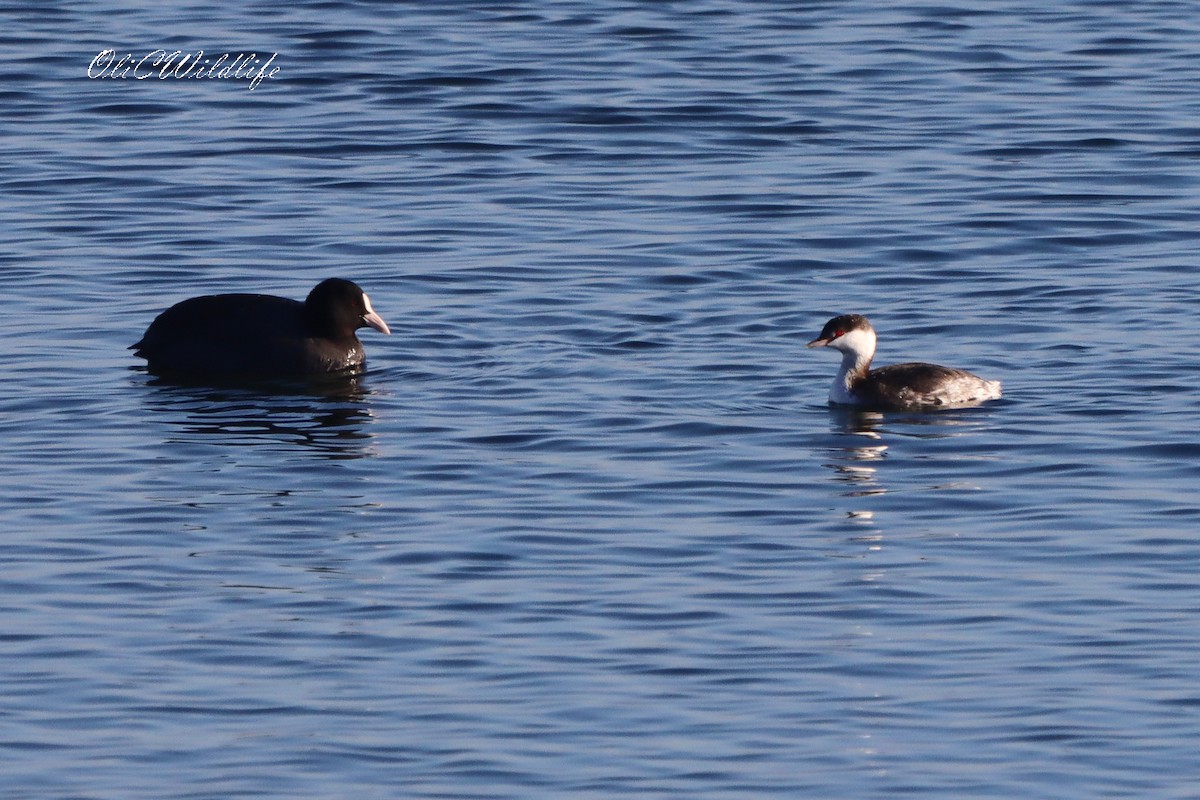 Horned Grebe - ML645890360