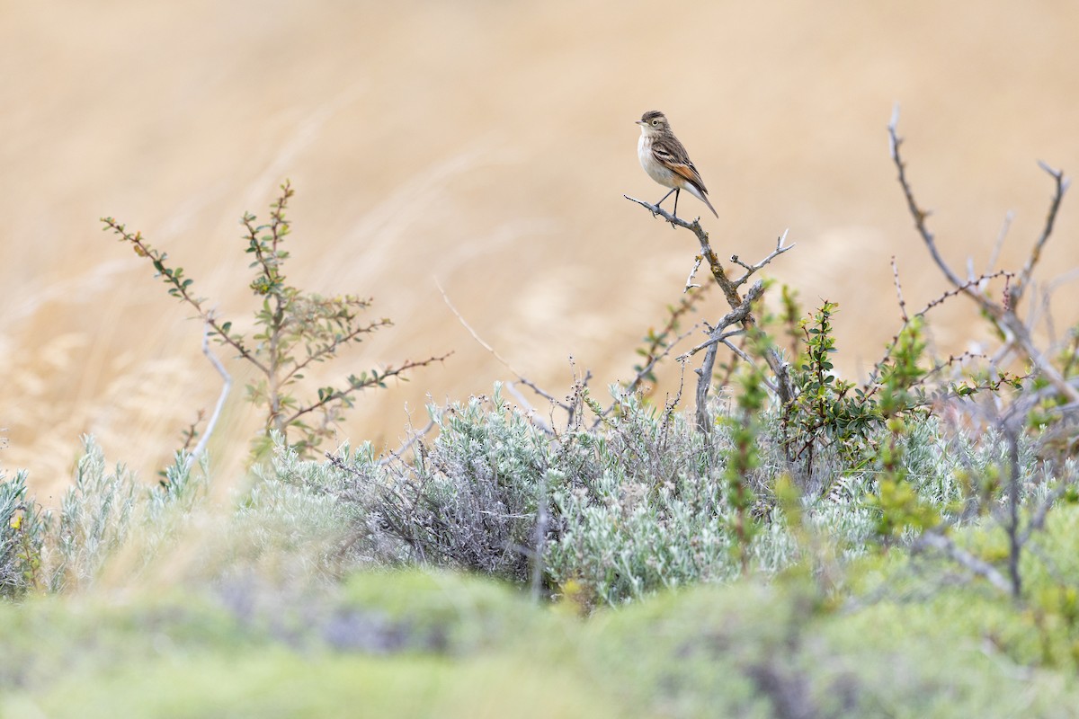 Spectacled Tyrant - ML645890362