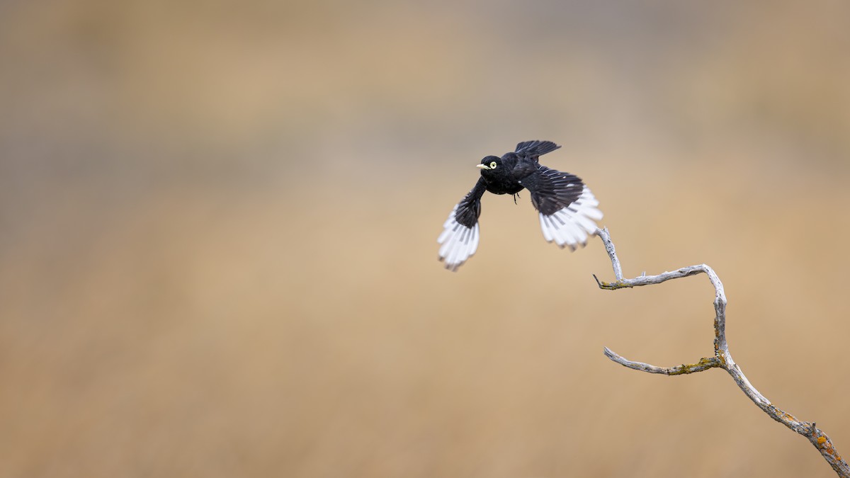 Spectacled Tyrant - ML645890364