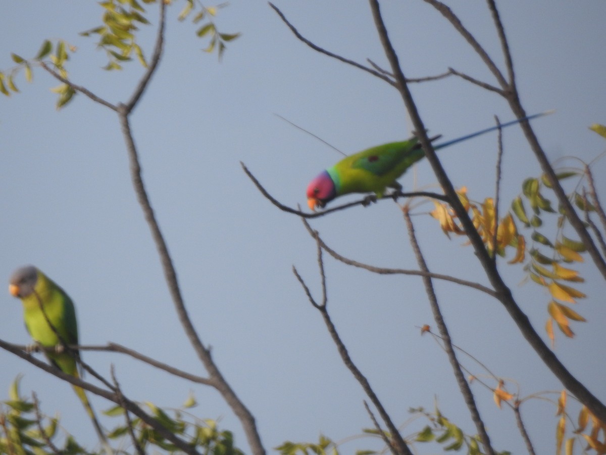 コセイインコ - ML645890368