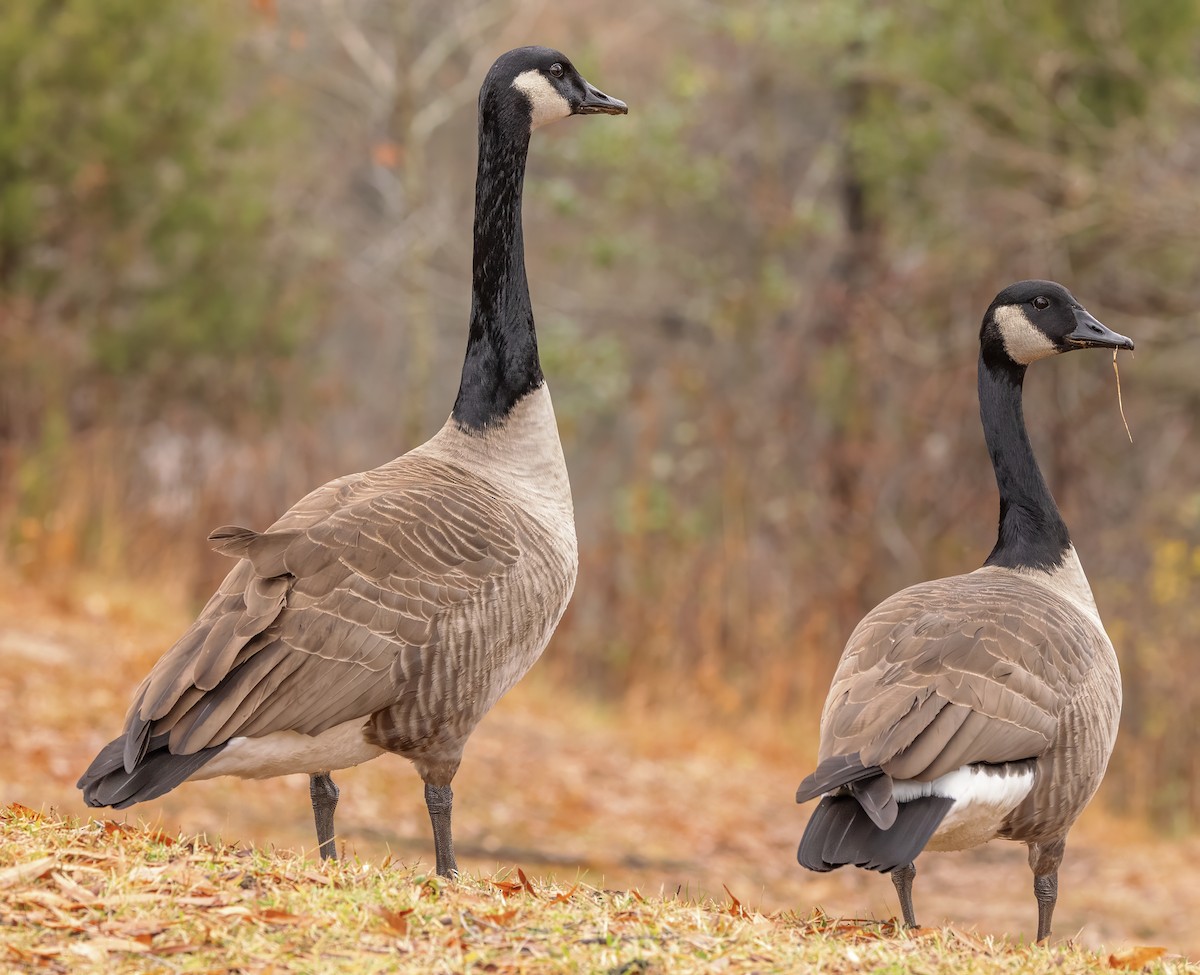 Bernache du Canada - ML645890369