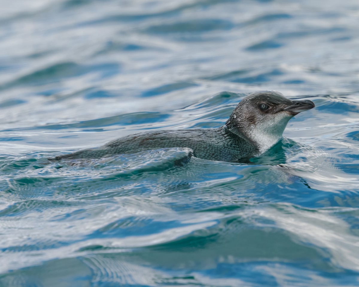 Малый пингвин - ML645890371