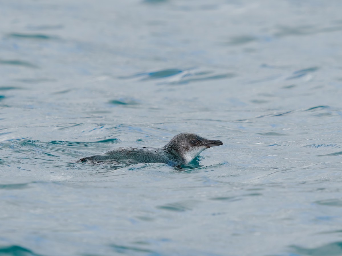 Малый пингвин - ML645890372