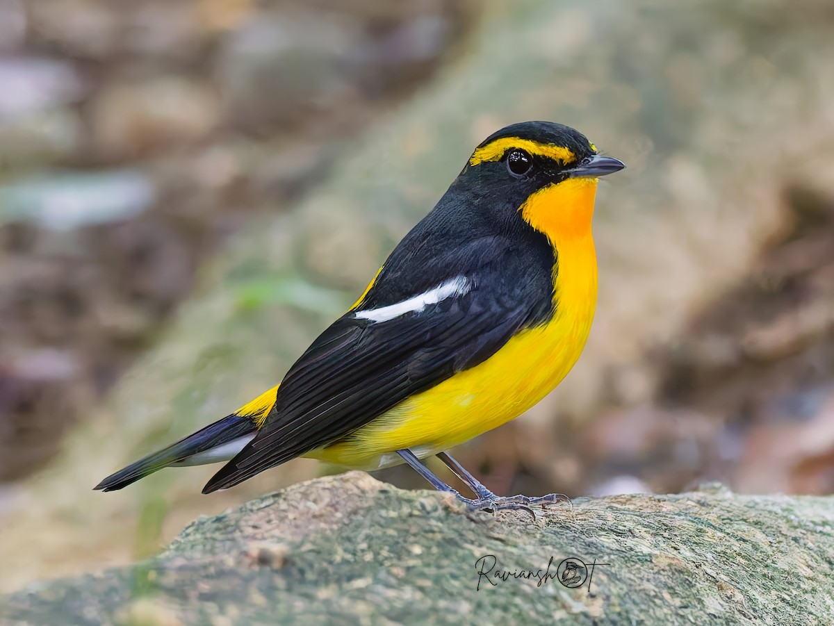 黃眉黃鶲 - ML645890381