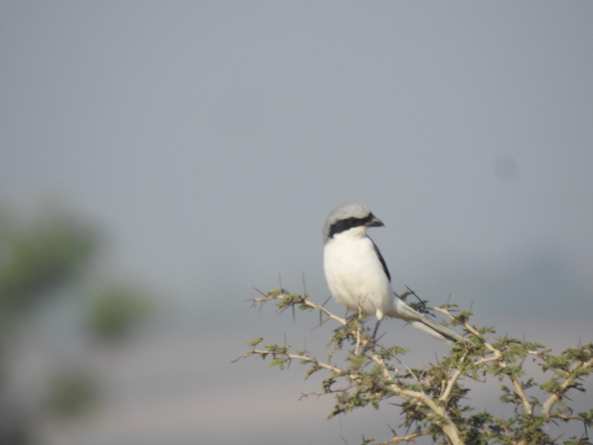 Great Gray Shrike - ML645890382