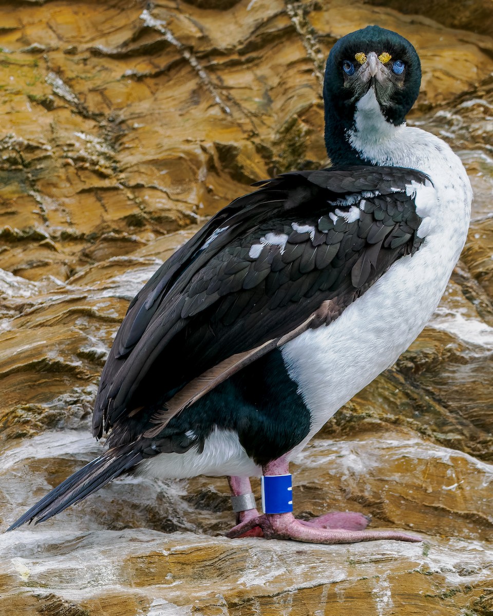 Warzenscharbe - ML645890387