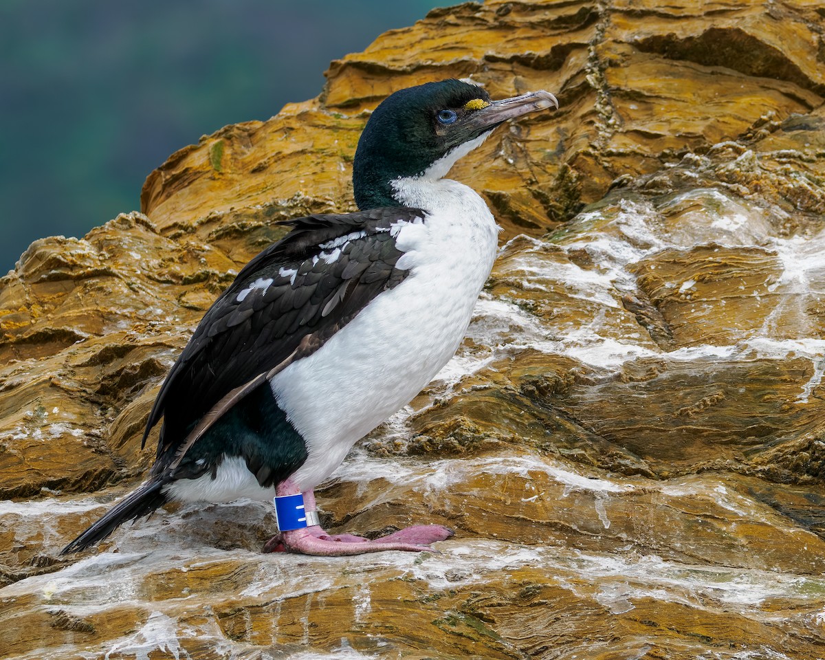 Warzenscharbe - ML645890388