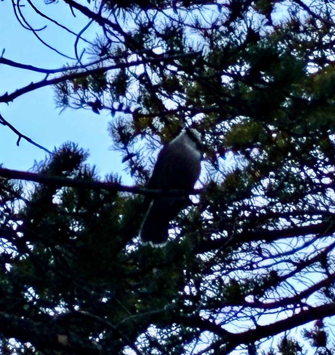 Canada Jay - ML645890402