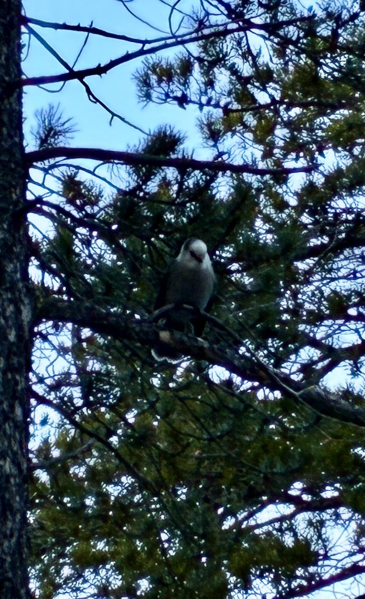 Canada Jay - ML645890403