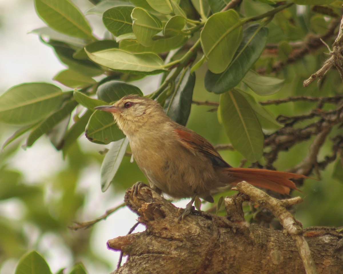 Olive Spinetail - ML645890415