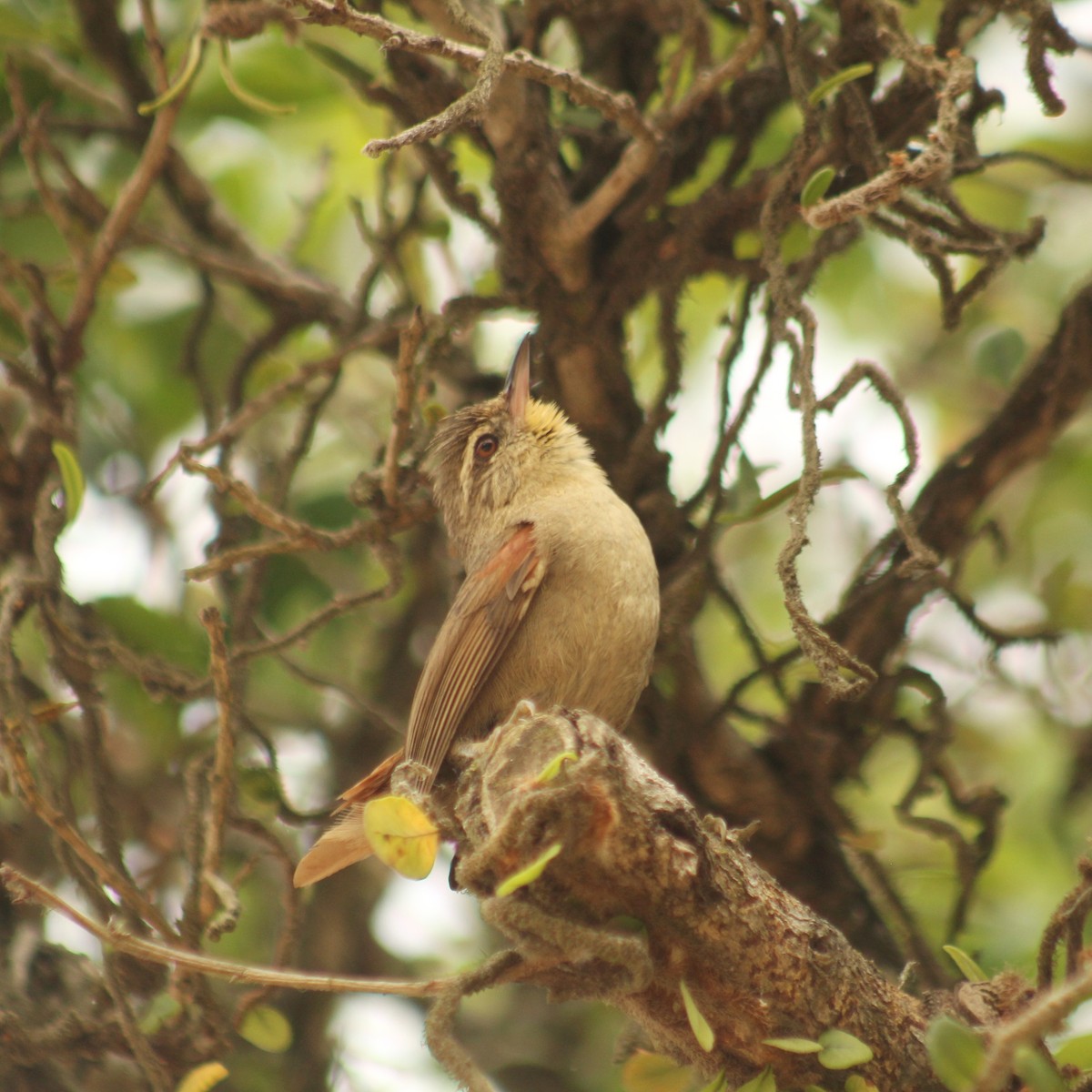 Olive Spinetail - ML645890416