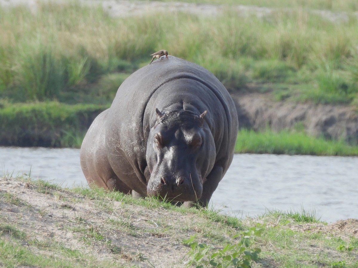 Red-billed Oxpecker - ML645890421