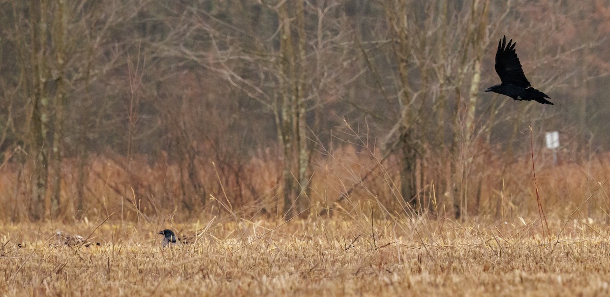 krkavec velký - ML645890422