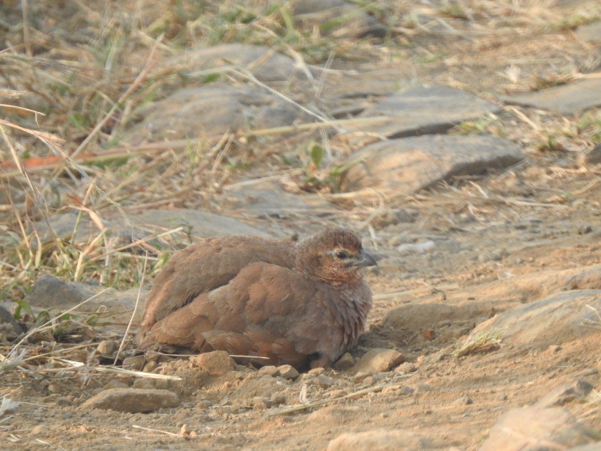 イワヤブウズラ - ML645890428