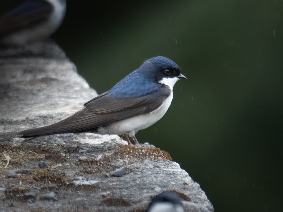 Blue-and-white Swallow - ML645890430