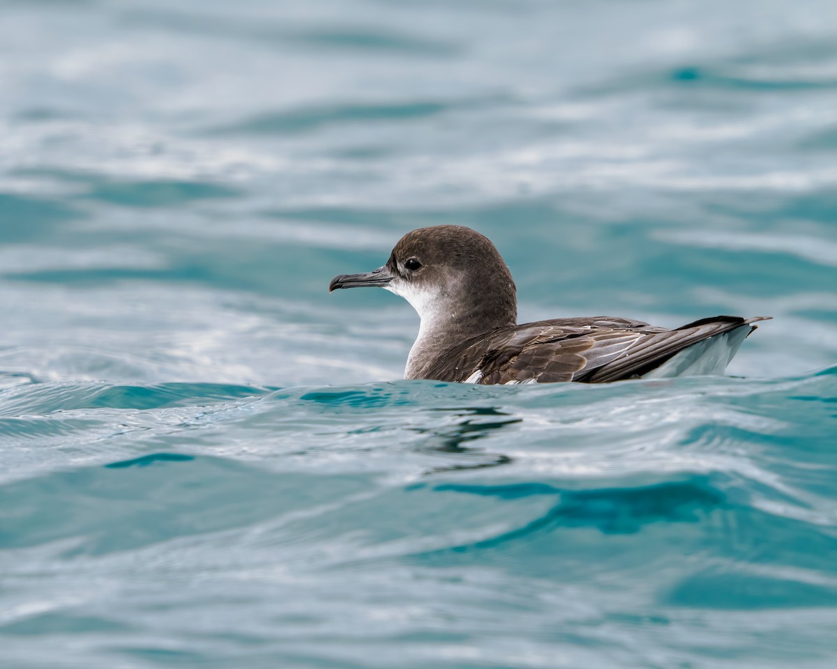 Gabai hegal-arina - ML645890434