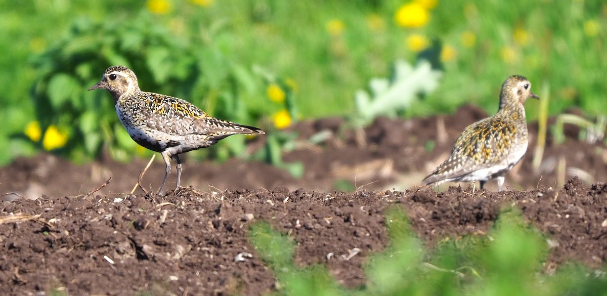 European Golden-Plover - ML645890440