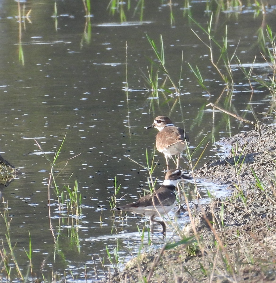 Killdeer - ML645890442