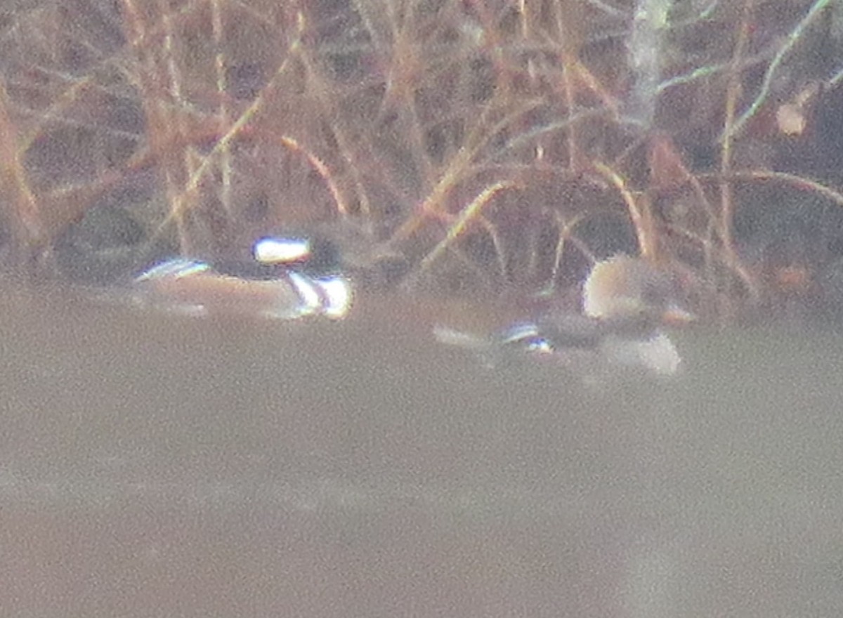 Hooded Merganser - ML645890443