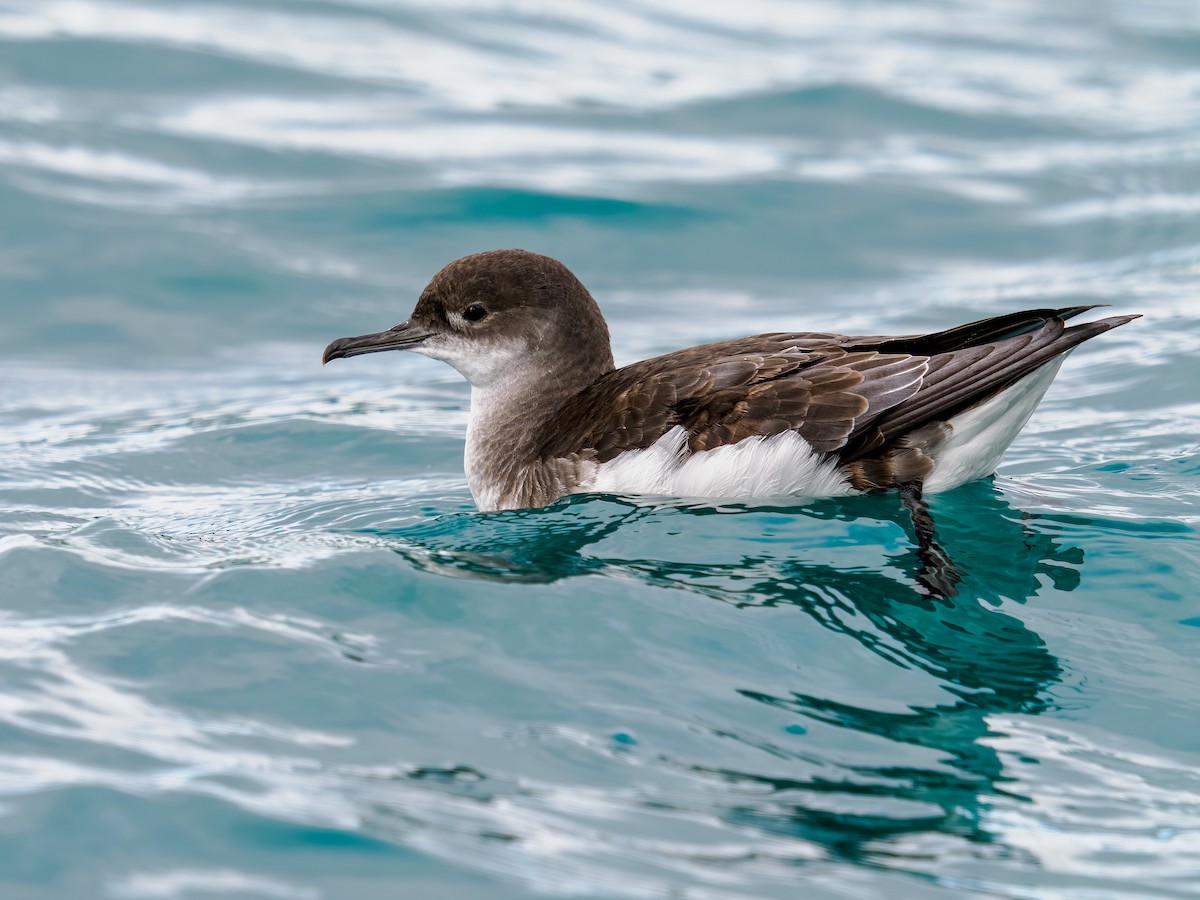 Fluttering Shearwater - ML645890444