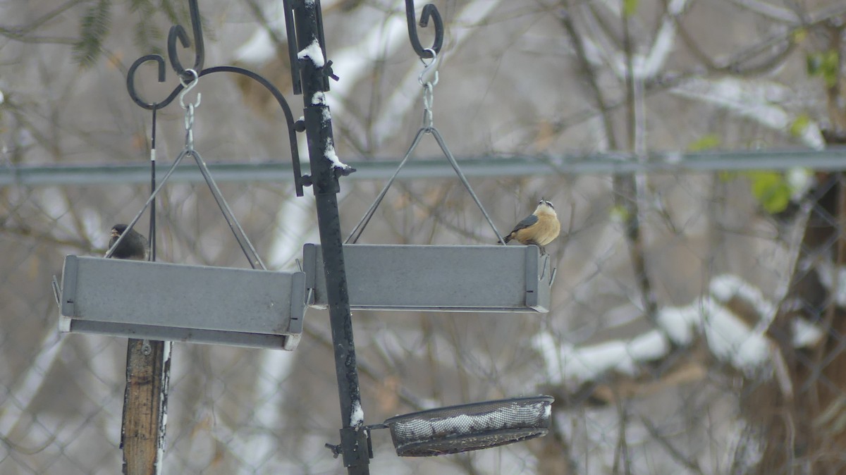 Red-breasted Nuthatch - ML645890445