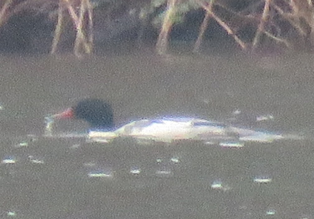 Common Merganser - ML645890446