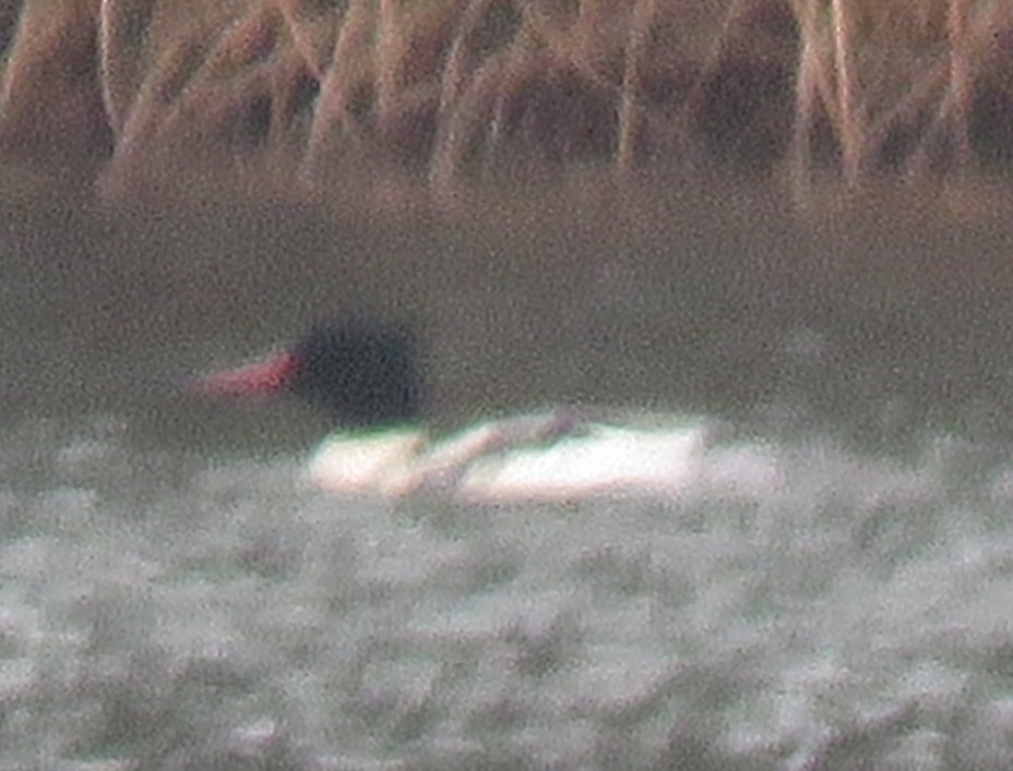 Common Merganser - ML645890447