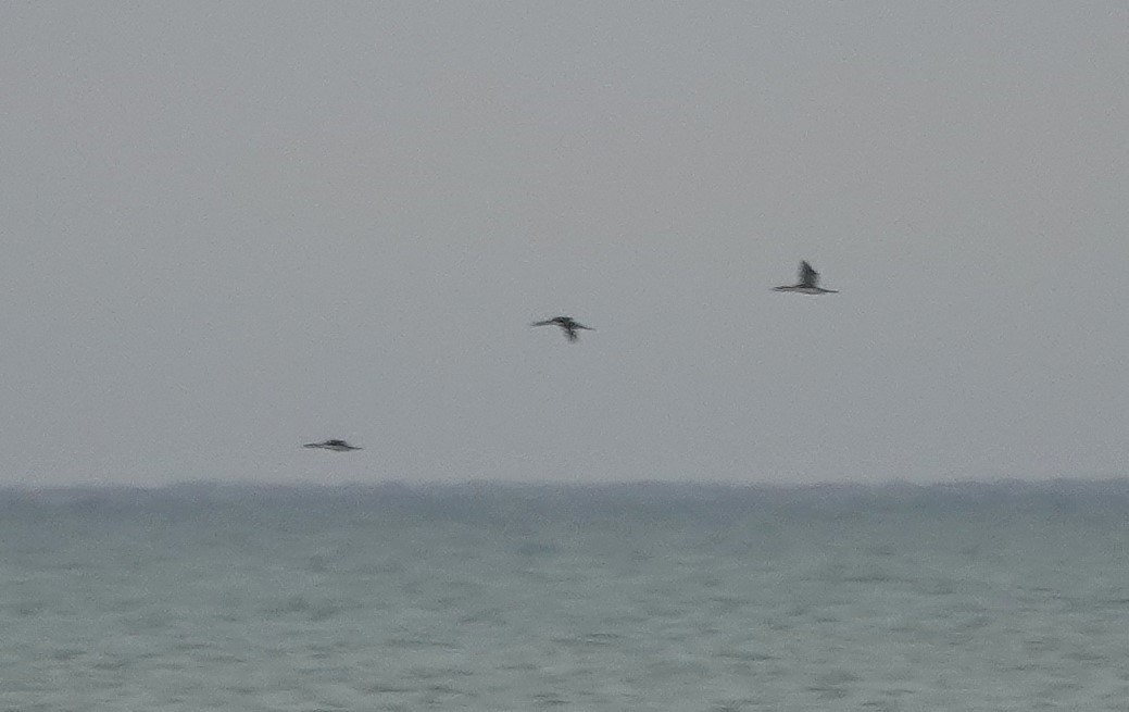 Red-throated Loon - ML645890448