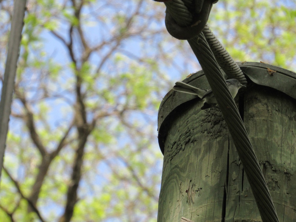 Blue-gray Gnatcatcher - ML645890449