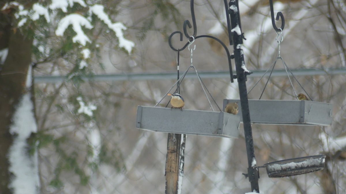 Red-breasted Nuthatch - ML645890450