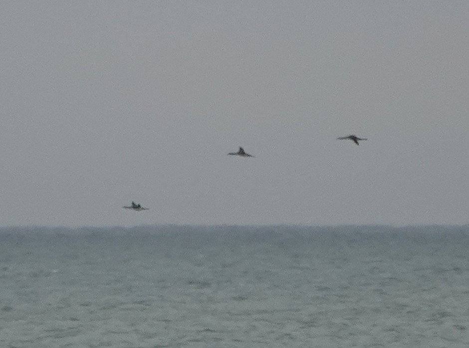 Red-throated Loon - ML645890451