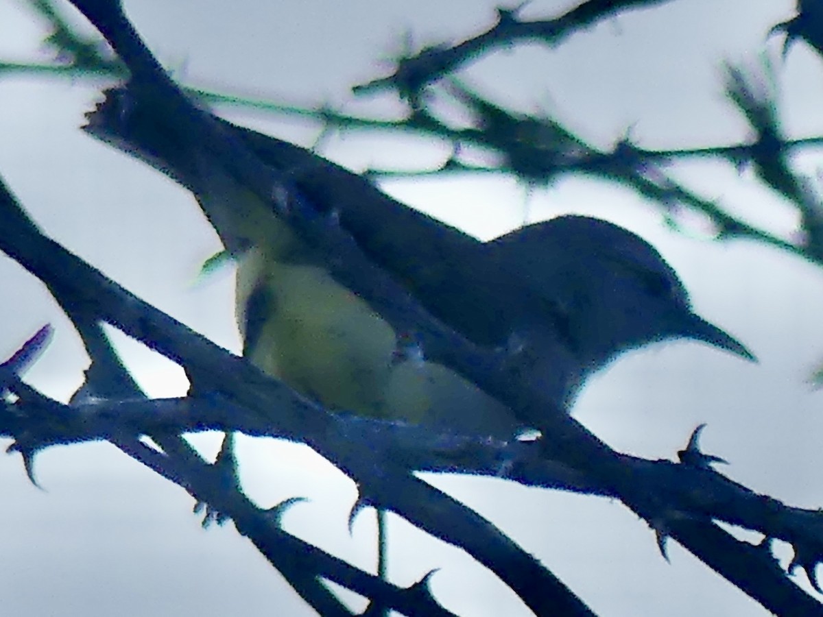 Yellow-bellied Eremomela (Yellow-bellied) - ML645890453