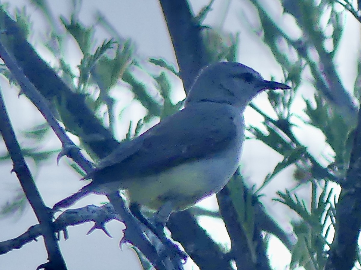 Yellow-bellied Eremomela (Yellow-bellied) - ML645890454