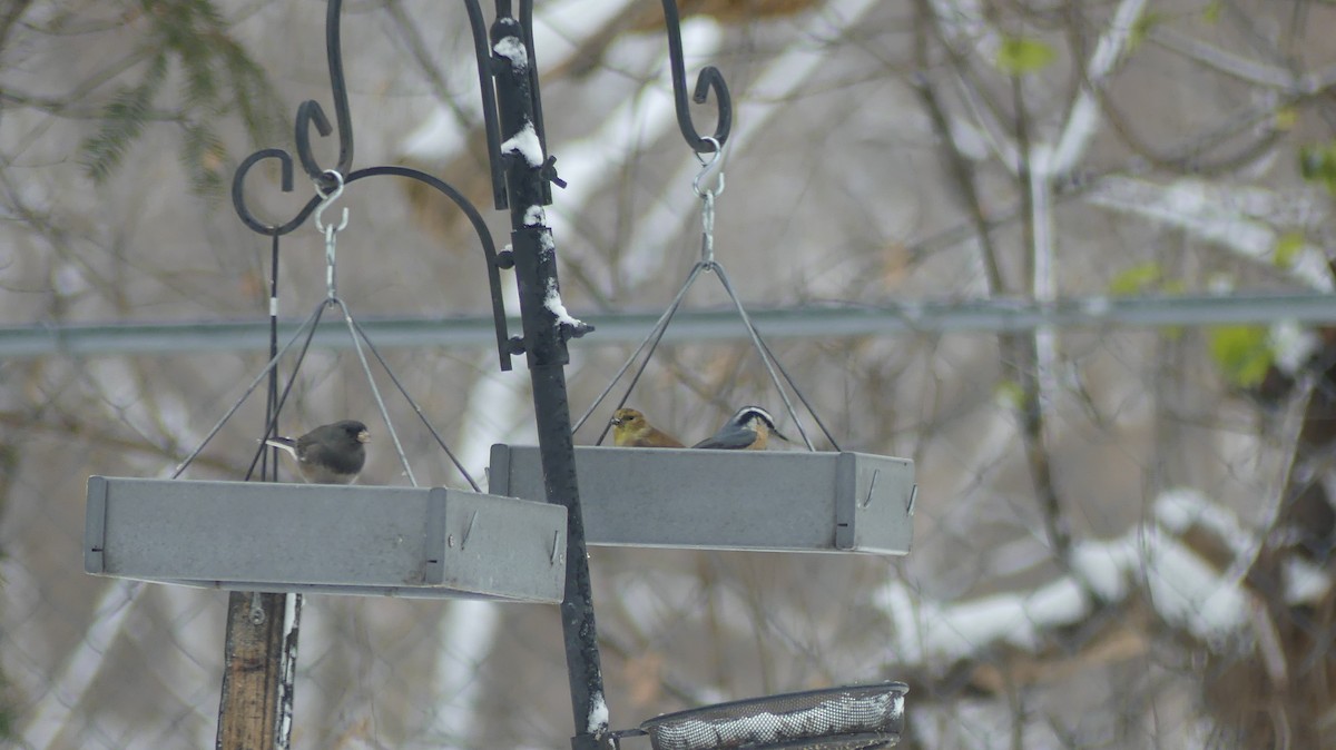 Red-breasted Nuthatch - ML645890455