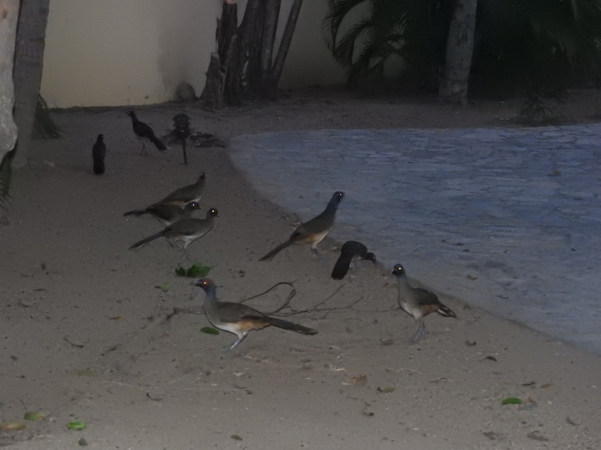 West Mexican Chachalaca - ML645890456