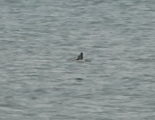 Red-throated Loon - ML645890457