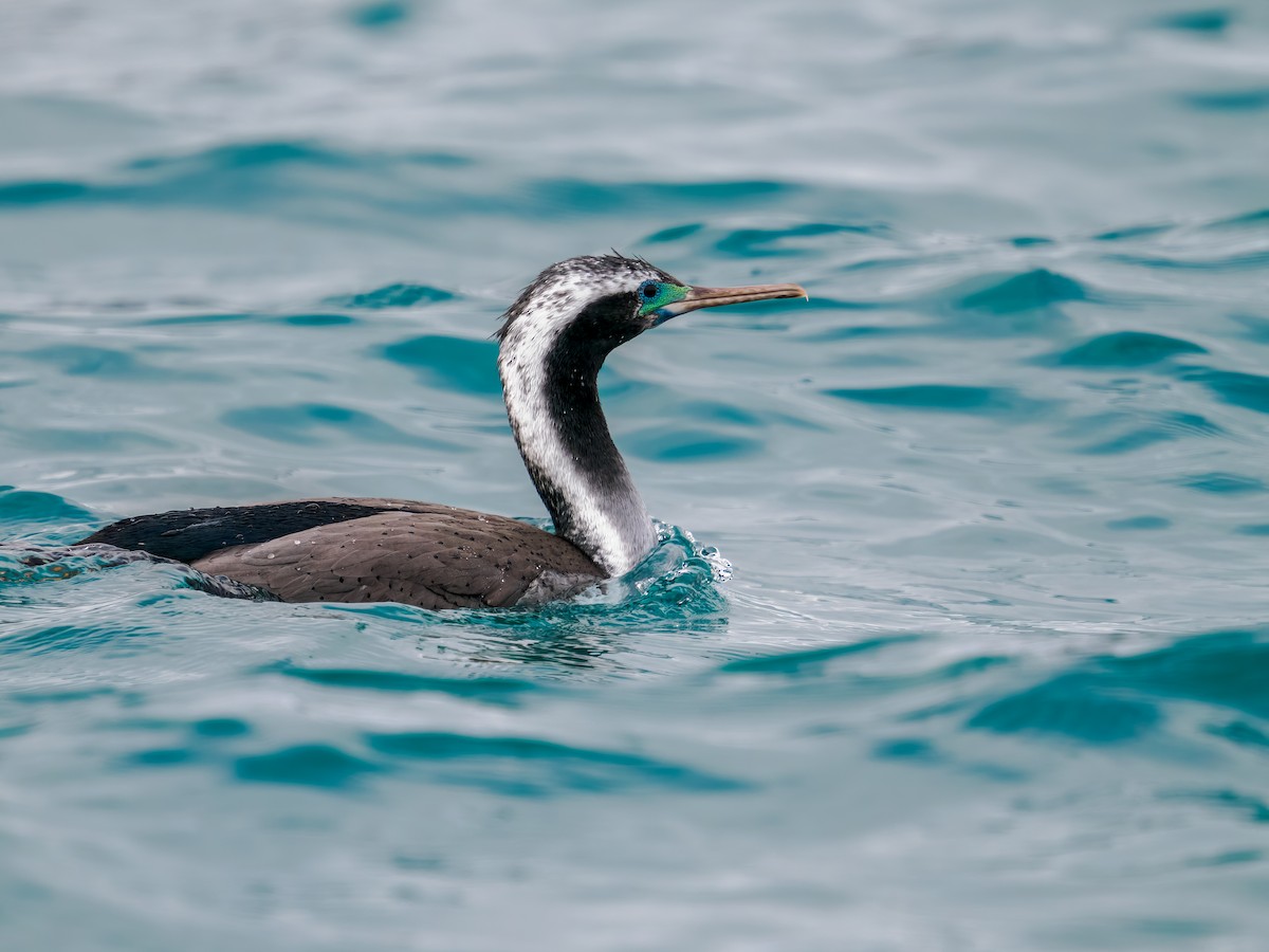 Spotted Shag - ML645890459