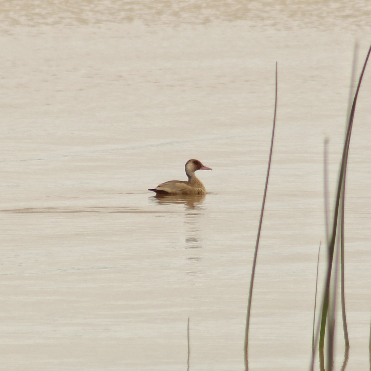 Brazilian Teal - ML645890460