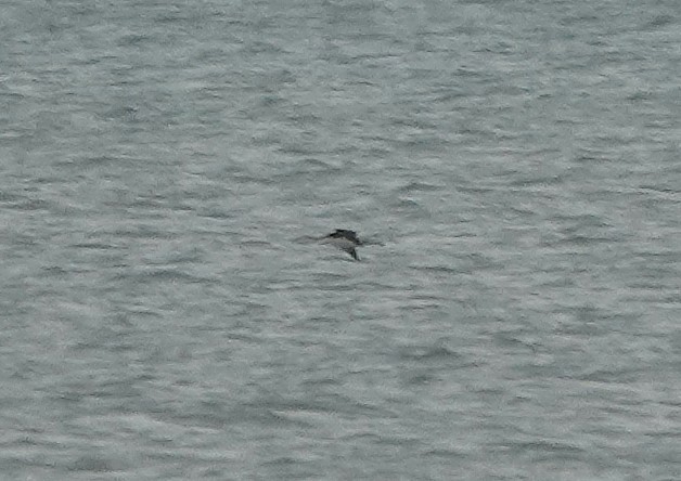 Red-throated Loon - ML645890461