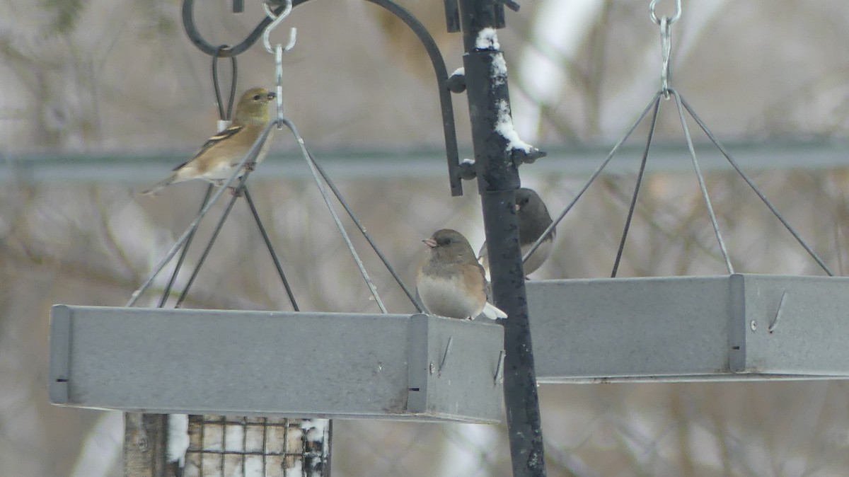 Dark-eyed Junco - ML645890462