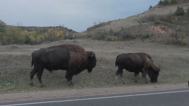 American Bison - ML645890463