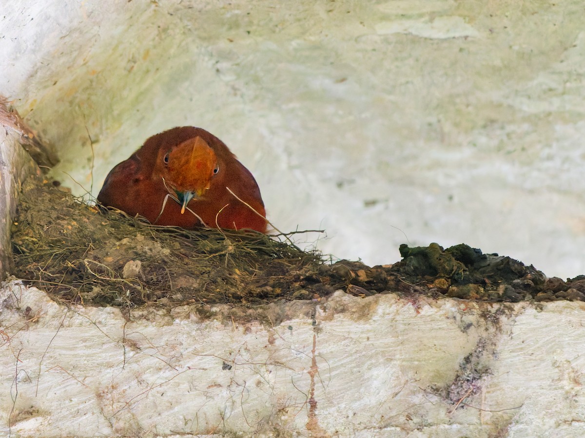 Andean Cock-of-the-rock - ML645890469