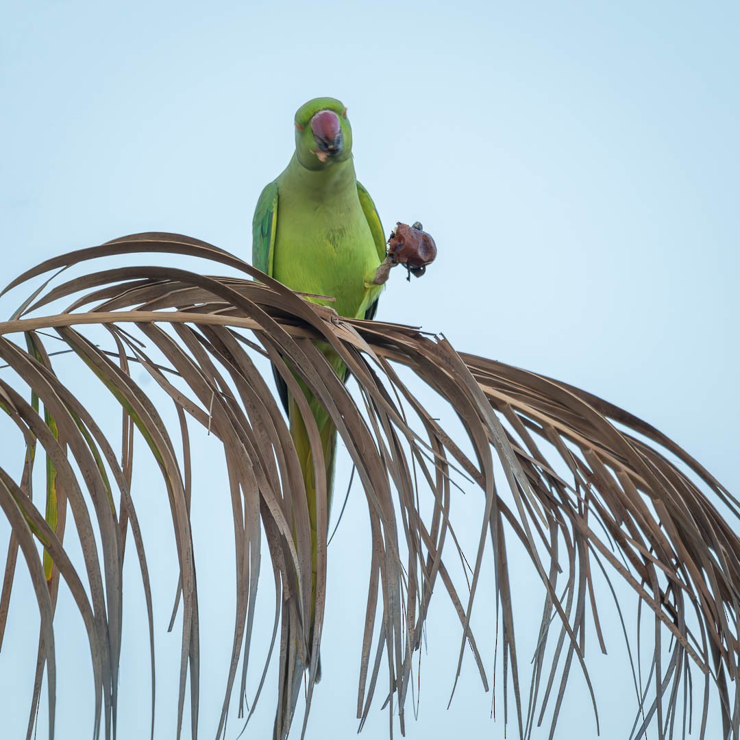 Rose-ringed Parakeet - ML645890470