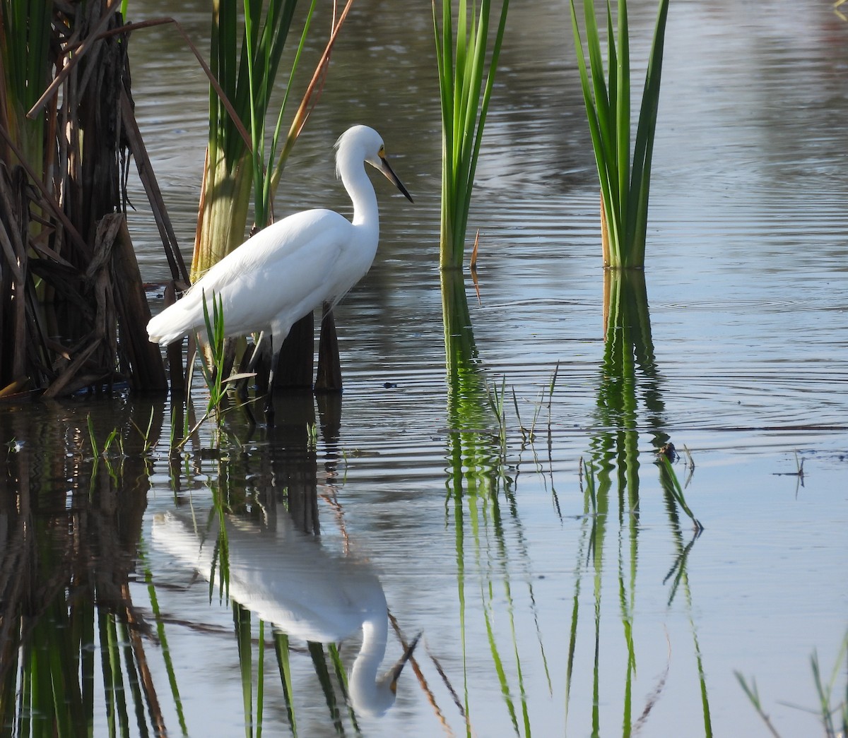 Snowy Egret - ML645890471