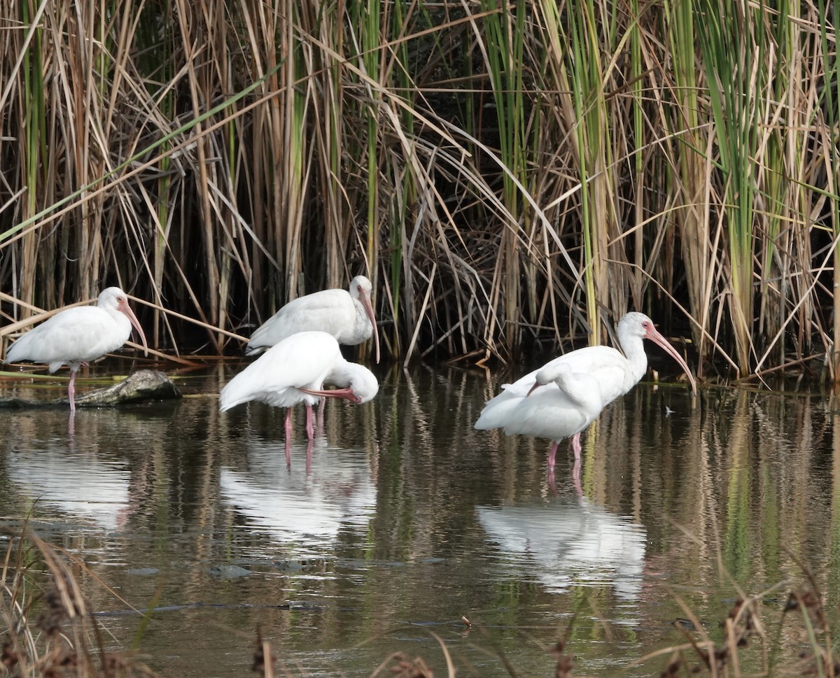 White Ibis - ML645890472