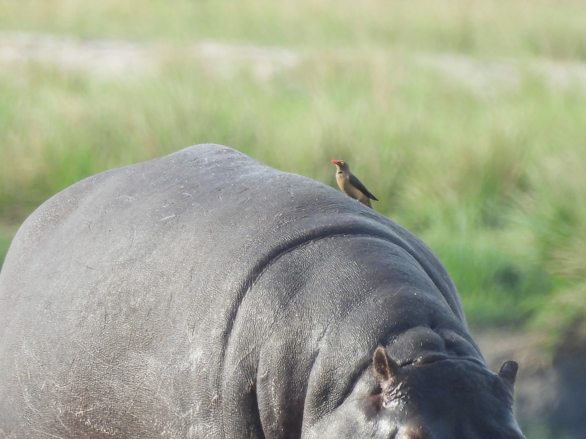 Red-billed Oxpecker - ML645890473