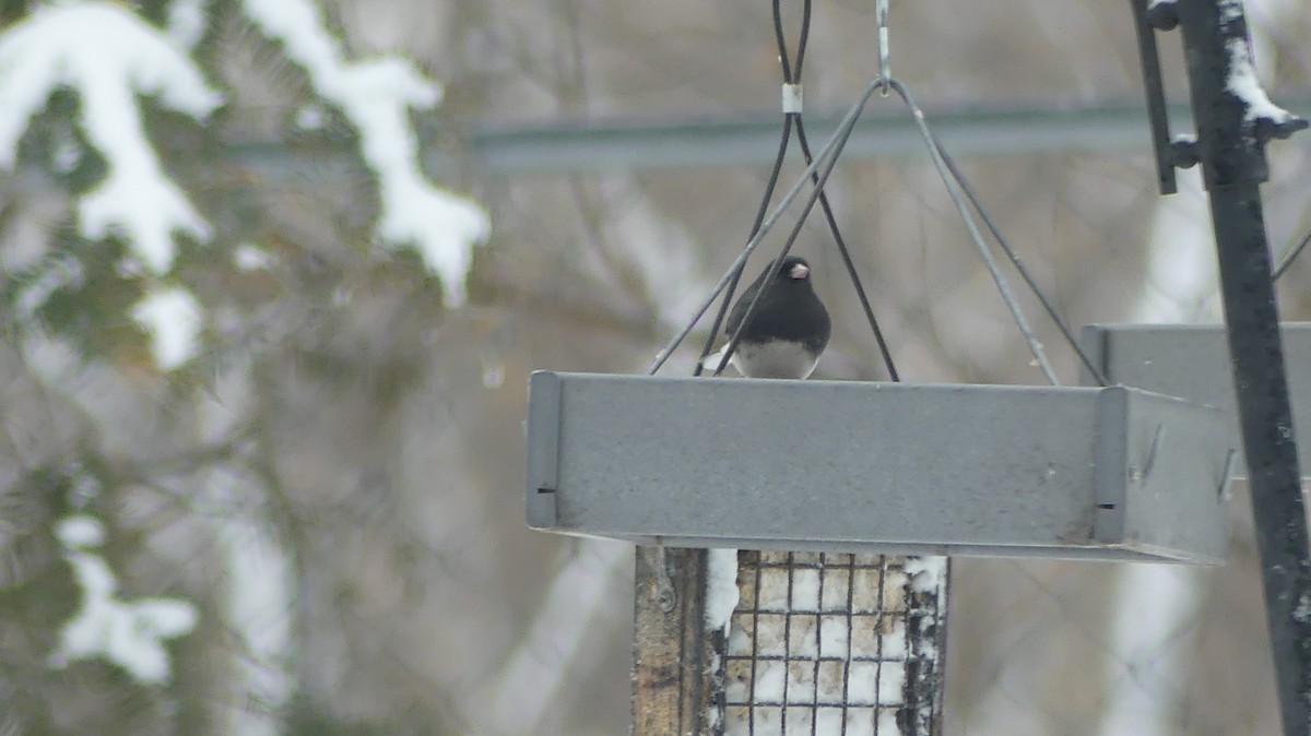 Dark-eyed Junco - ML645890475